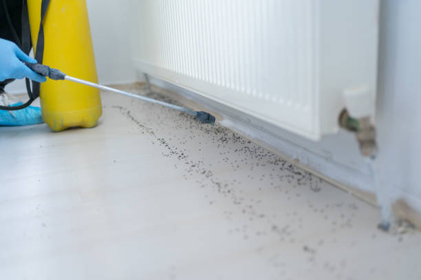 Best Wasp Removal Services  in Augusta, KY